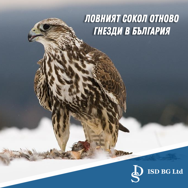 Ловният сокол отново гнезди в България